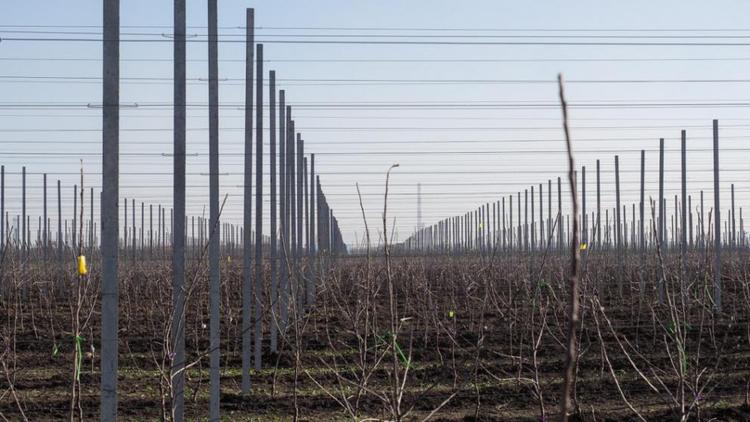 Ставрополье поставляет посадочный материал для виноградников в другие регионы
