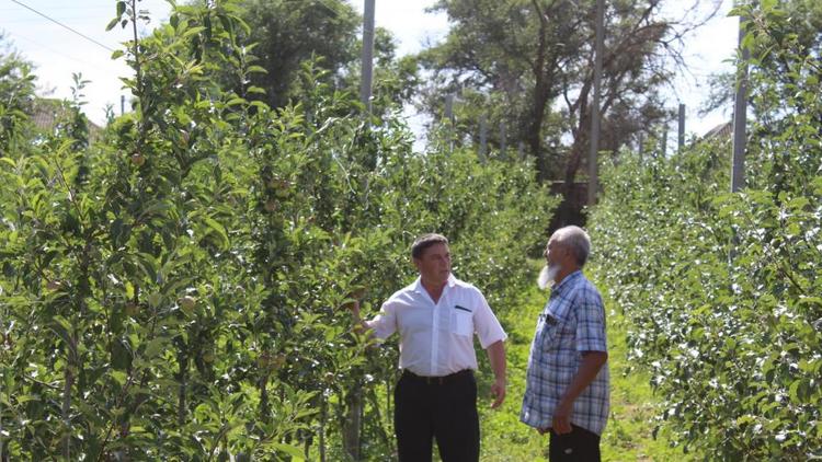 В Туркменском округе с каждого интенсивного сада соберут по пять тонн фруктов