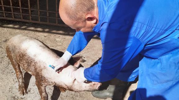 В Кировском округе Ставрополья животных прививают против чумы и бешенства