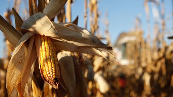 800 килограммов кукурузы пытались украсть в Ипатовском округе