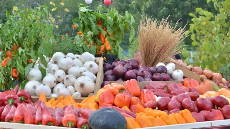 Ставропольских овощеводов поддерживают субсидиями