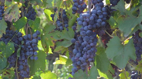 Виноградарские предприятия на Ставрополье получат господдержку