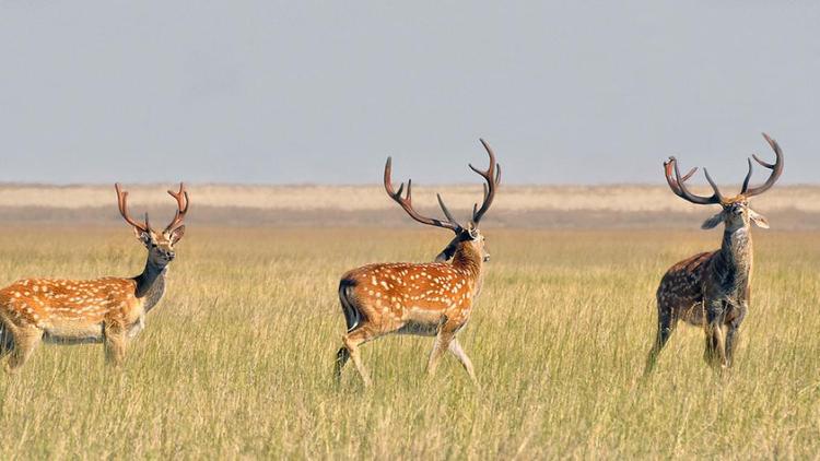 В Ставропольском крае увеличивается численность диких животных