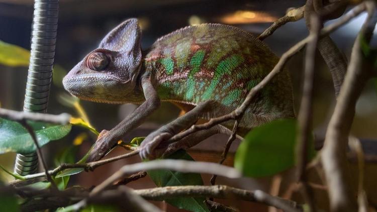 Необычных обитателей планеты представляет новая выставка в Ставрополе