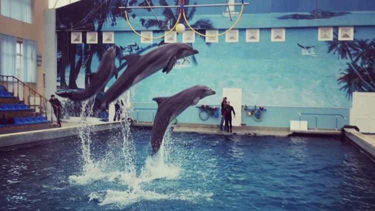 Волонтёры Железноводска накормят голодающих дельфинов океанариума