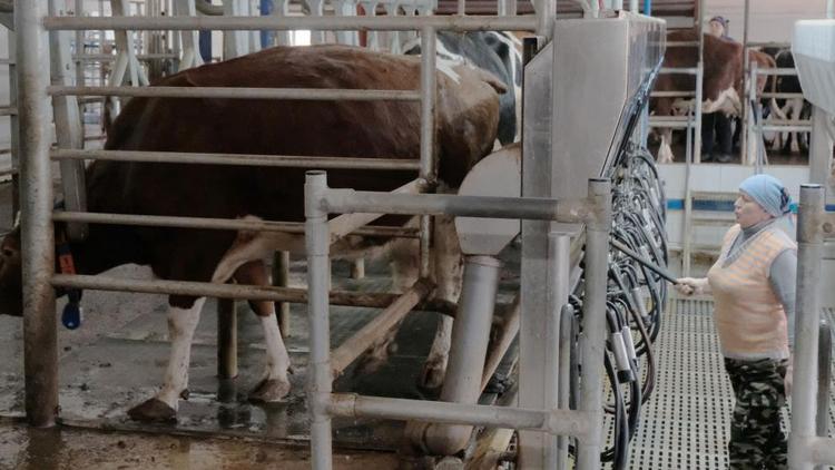 Господдержка молочного животноводства в крае в 2021 году составит более 400 млн рублей