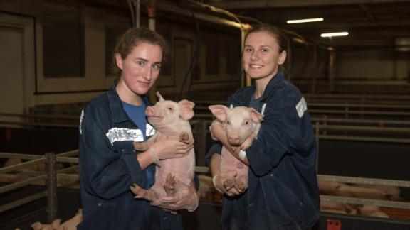 СтГАУ организовал сотрудничество с крупным производителем свинины