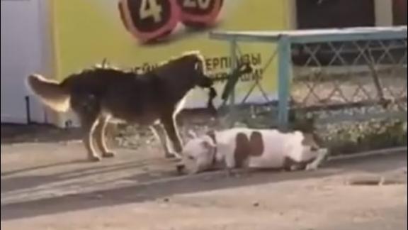 Добродушный пёс в Кочубеевском провёл «операцию» по спасению питбуля