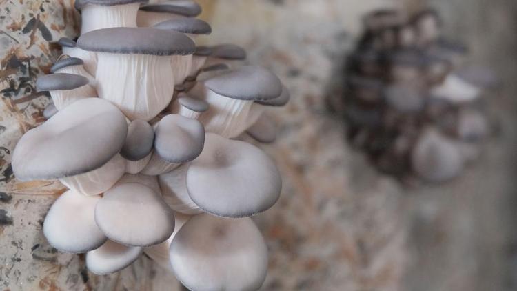 Пенсионер на Ставрополье угостил соседей «смертельными» грибами