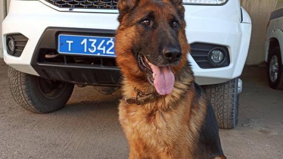 На Ставрополье служебная собака Рокфор помогла быстро раскрыть кражу