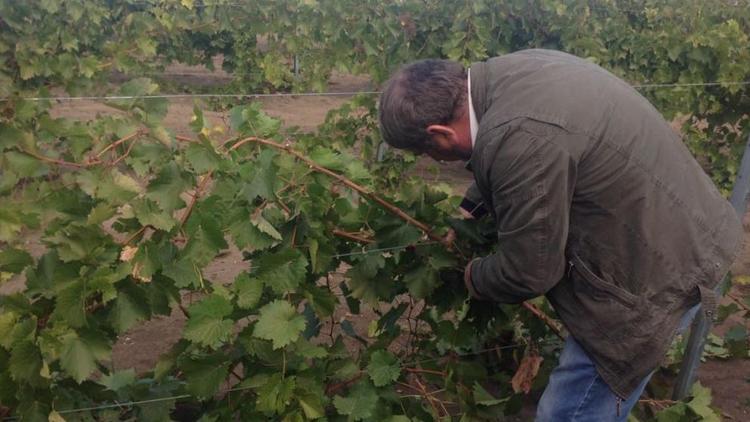 На Ставрополье собираются заложить 310 гектаров виноградников