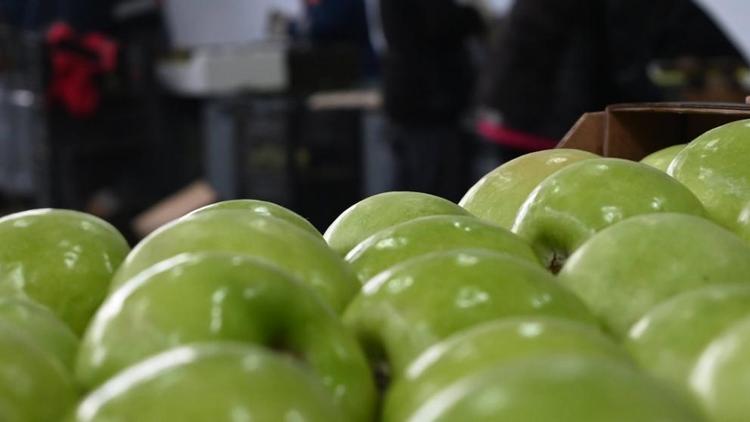 Ставропольские яблоки стали победителями народного голосования в рамках национального конкурса «Вкусы России»