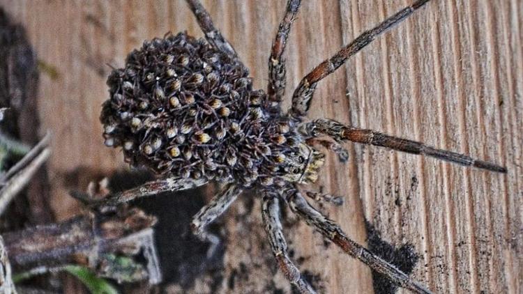Сотрудники ставропольского музея опубликовали фото паука с паучатами