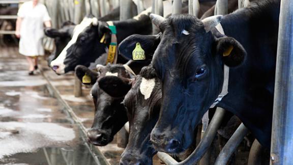 Союз производителей молока хотят создать в Ставропольском крае
