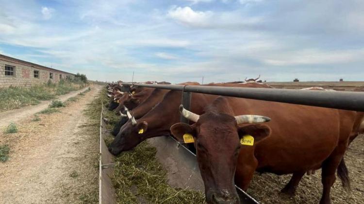 Ставропольские аграрии смогут использовать побочные продукты животноводства в работе