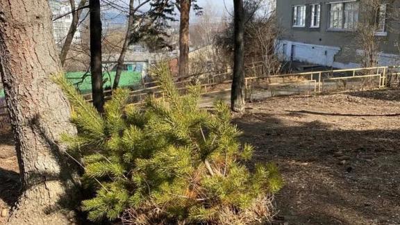 Саженцы сосны высадили в первый день весны в Кисловодске