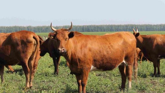 На Ставрополье создается новый тип калмыцкого скота
