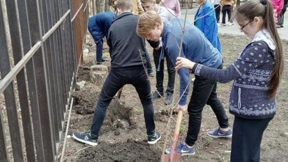 В Ставрополе школьники посадили около 350 деревьев