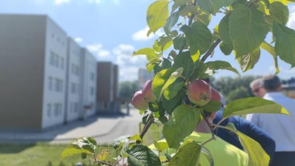 Посаженные сенатором яблони в новой школе Кисловодска дали первые плоды