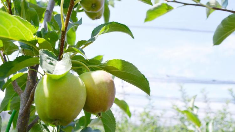 На Ставрополье аграрии собрали уже 228 тонн яблок