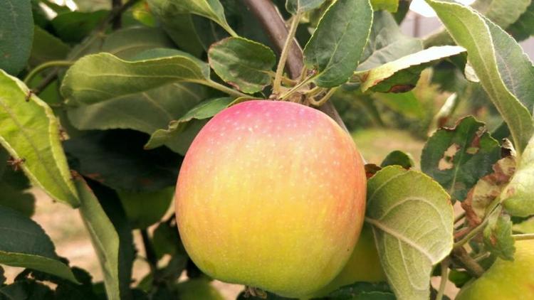 В Ставропольском крае собирают летние сорта яблок