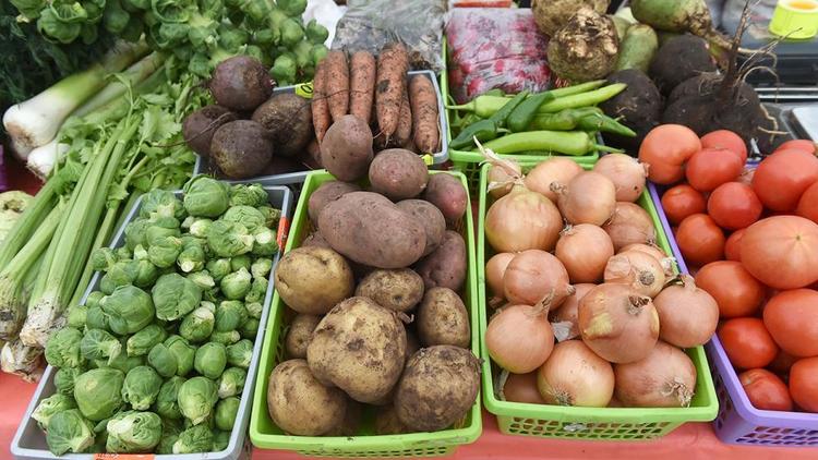 Аграрии Ставрополья приступили к уборке овощей борщевого набора