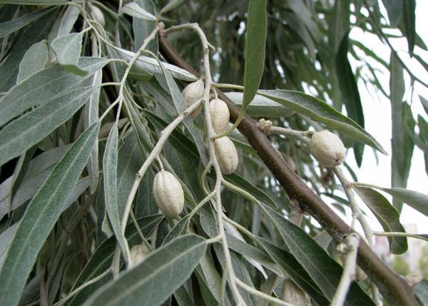 Лох узколистный: описание растения, его плоды и размножение. Где растет в России дикая маслина?