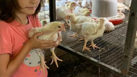 Семьи из Александровского округа Ставрополья в рамках социального контракта осваивают птицеводство