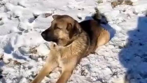 На Ставрополье брошенный в поле пёс обрёл дом благодаря соцсетям