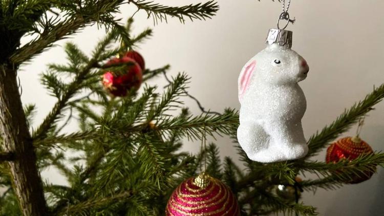 Отслужившие новогодние ёлки в Кисловодске пойдут на корм кроликам
