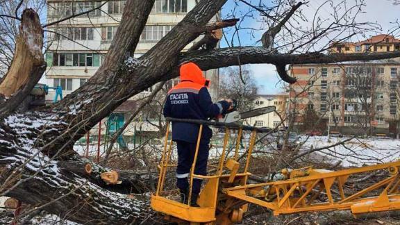 Старое дерево рухнуло во дворе одного из домов Железноводска
