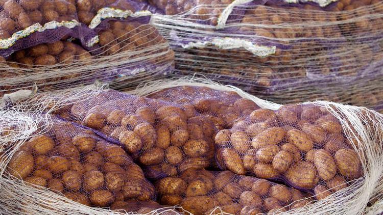 Показатели уборки картофеля на Ставрополье превышают прошлогодние на 30 процентов