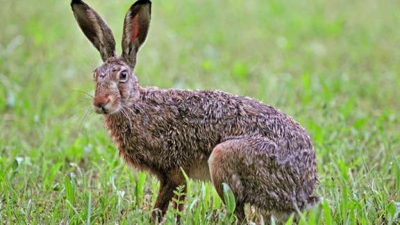 На Ставрополье закрыт сезон охоты на зайца-русака