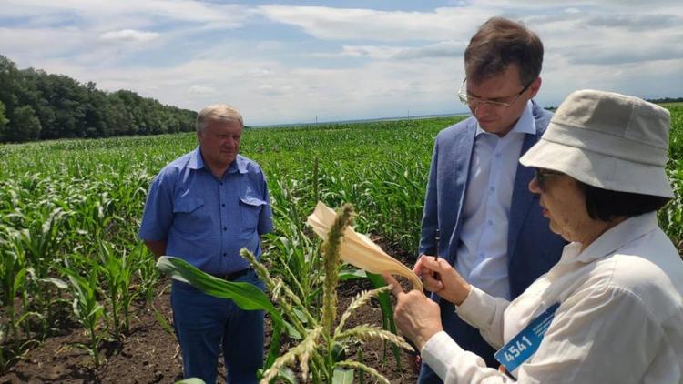 Губернатор Ставрополья: Аграрии края собрали почти 3 тысячи тонн кукурузы