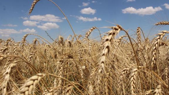 В Ипатовском округе Ставрополья стартовала уборка озимой пшеницы
