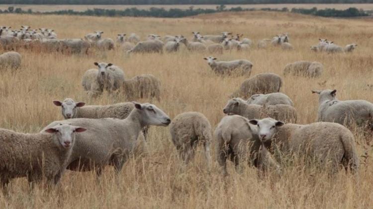 На Ставрополье овцеводческое предприятие станет первым генофондным хозяйством региона