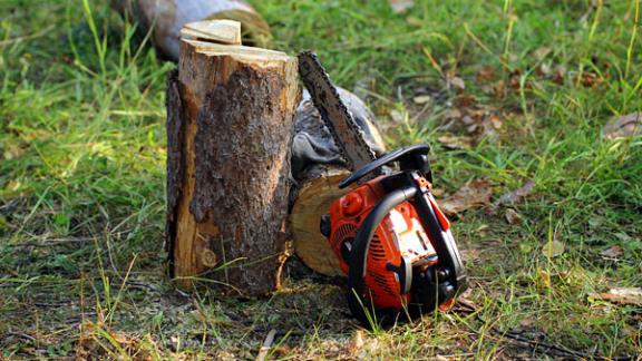 Предприниматель незаконно вырубил 69 деревьев на улице Доваторцев Ставрополя