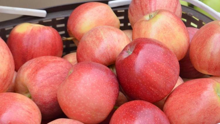 На Ставрополье ожидают рекордный урожай яблок