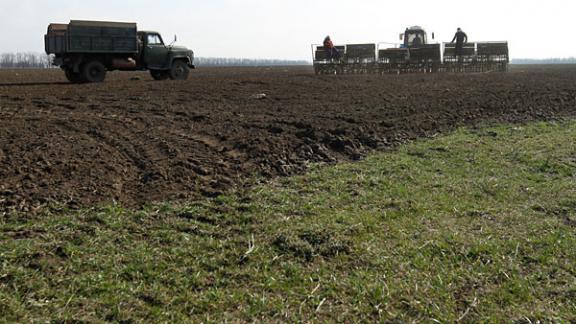 В Изобильненском районе колхоз незаконно засеял поля, арендованные другим фермером