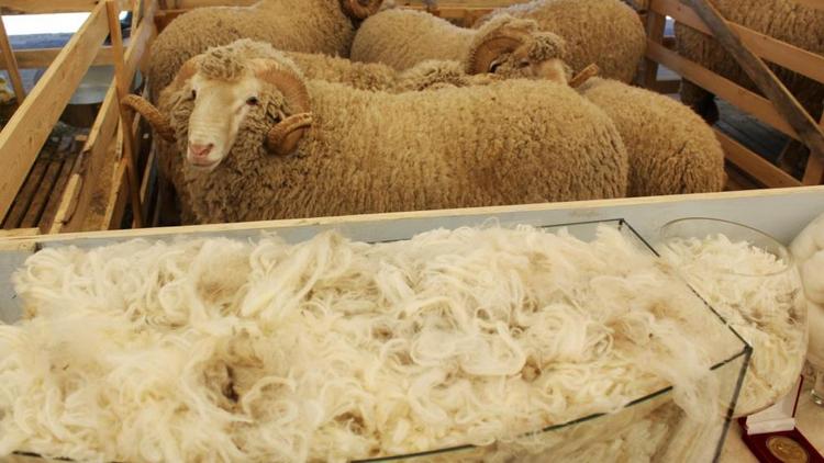 Овцеводам на Ставрополье возместят затраты на производство шерсти