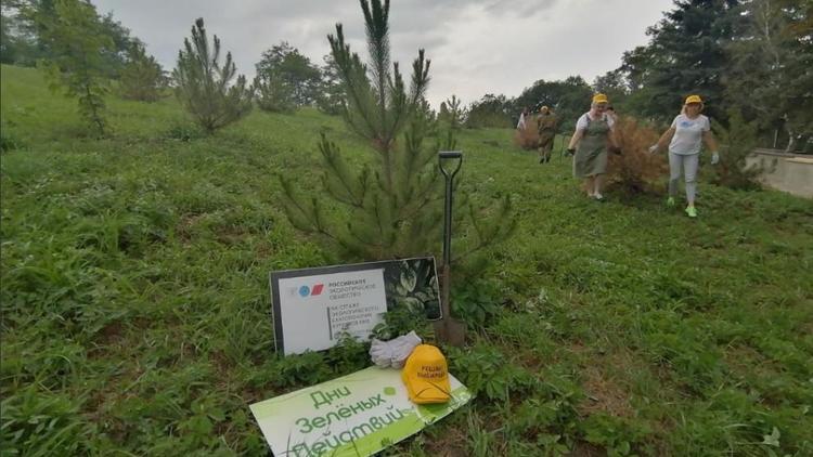В Кисловодске эковолонтёры ухаживают за деревьями в Саду памяти