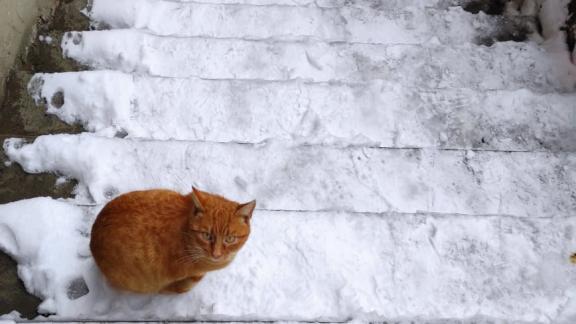 Госжилинспекция Ставрополья: За уборку снега во дворах домов отвечают «управляйки»