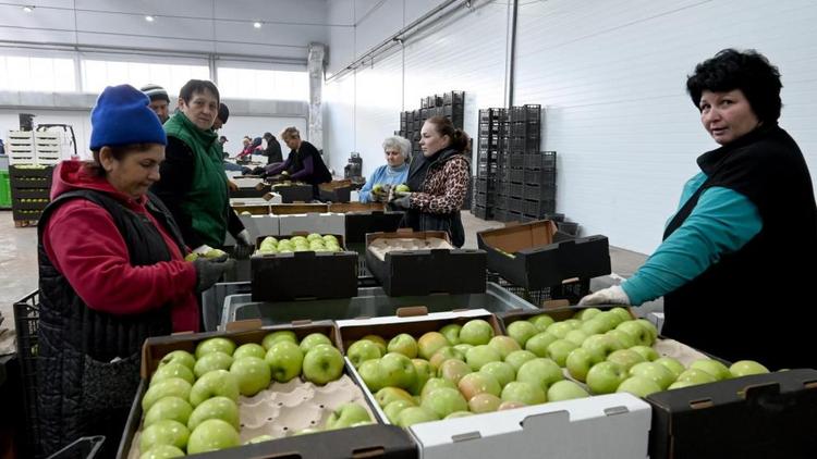 Мощности хранения фруктов на Ставрополье планируют увеличить на 50 процентов
