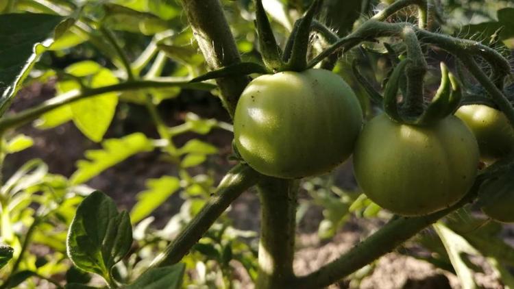 На средства гранта «Школы фермеров» ставрополец откроет теплицу по выращиванию томатов
