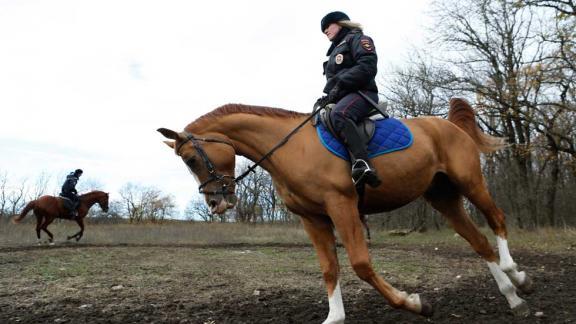 119 элитных лошадей Ставрополья было продано в России и за границей