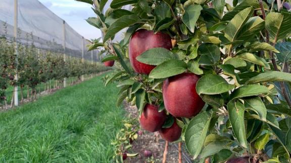 В селе Юца Ставропольского края собирают урожай яблок