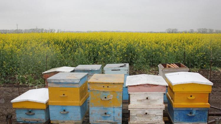 Аграрии Ставрополья должны предупредить пчеловодов о периоде применения пестицидов