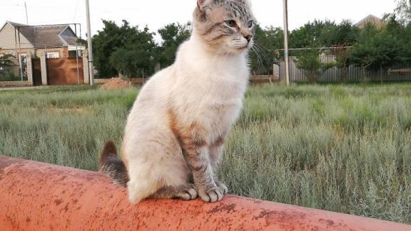 Ставропольские ветеринары спасли кота, пострадавшего во время драки
