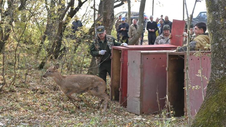 На Ставрополье победители экоконкурса помогли выпустить оленей в «Русский лес»