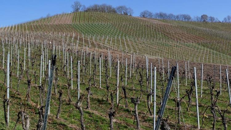 На Ставрополье планируется заложить 224 гектара винограда